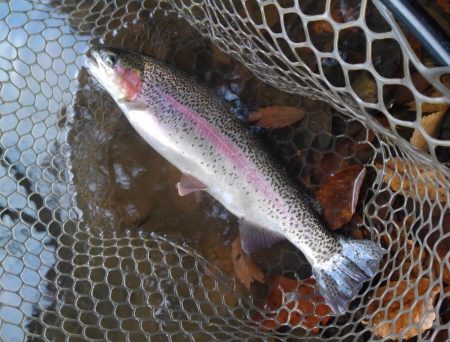 大安トラウトレイク 釣果